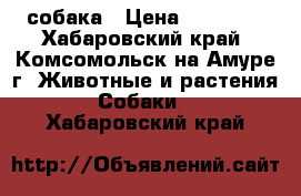 собака › Цена ­ 80 000 - Хабаровский край, Комсомольск-на-Амуре г. Животные и растения » Собаки   . Хабаровский край